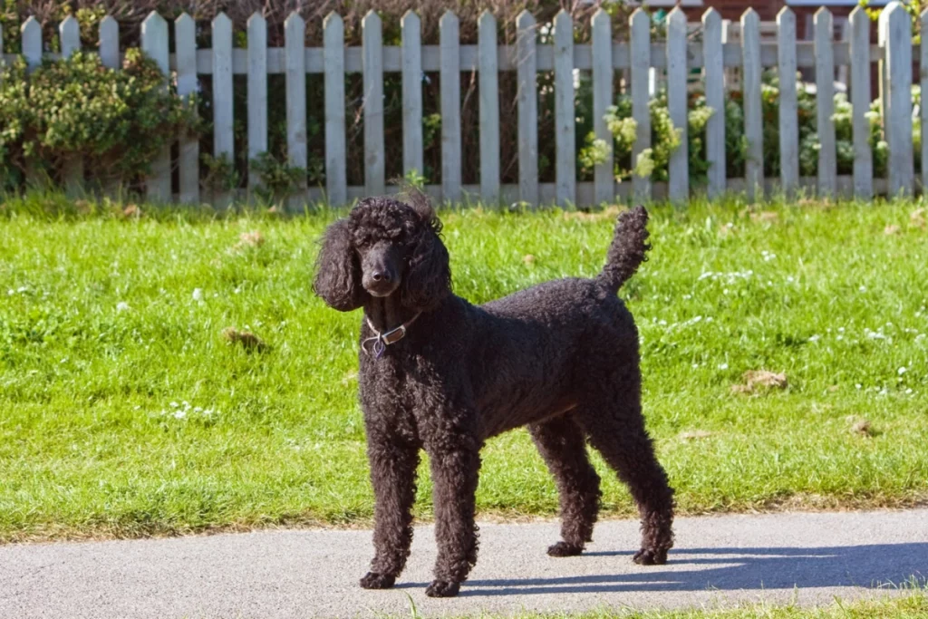 poodle