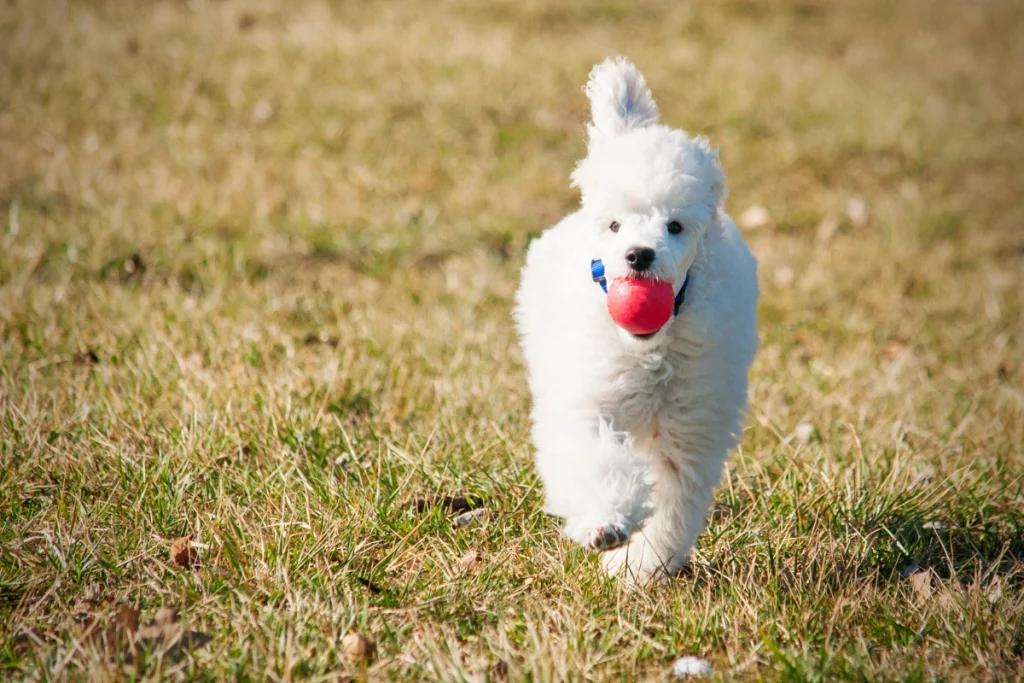 poodle Puppy running