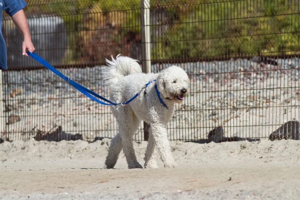 poodle on a walk