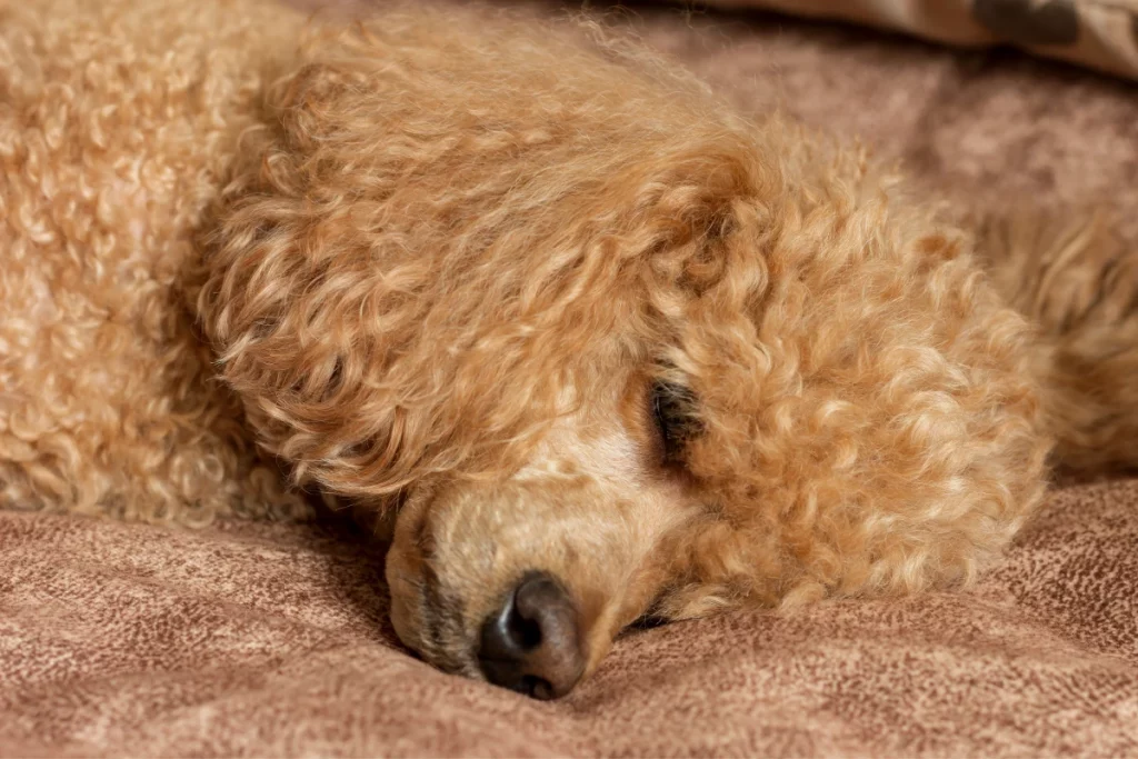 senior poodle sleeping