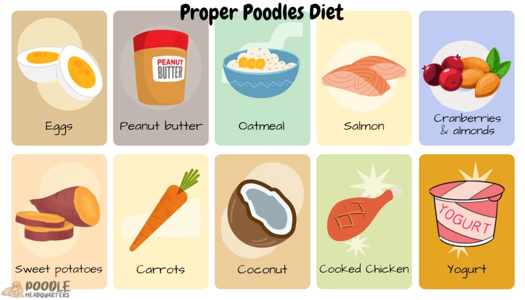 poodle diet for curly hair