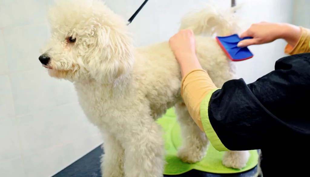 poodle with curly hair getting groomed