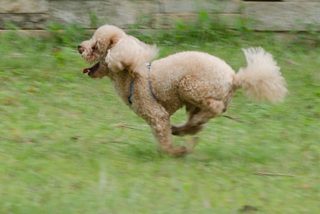 how fast can a poodle run