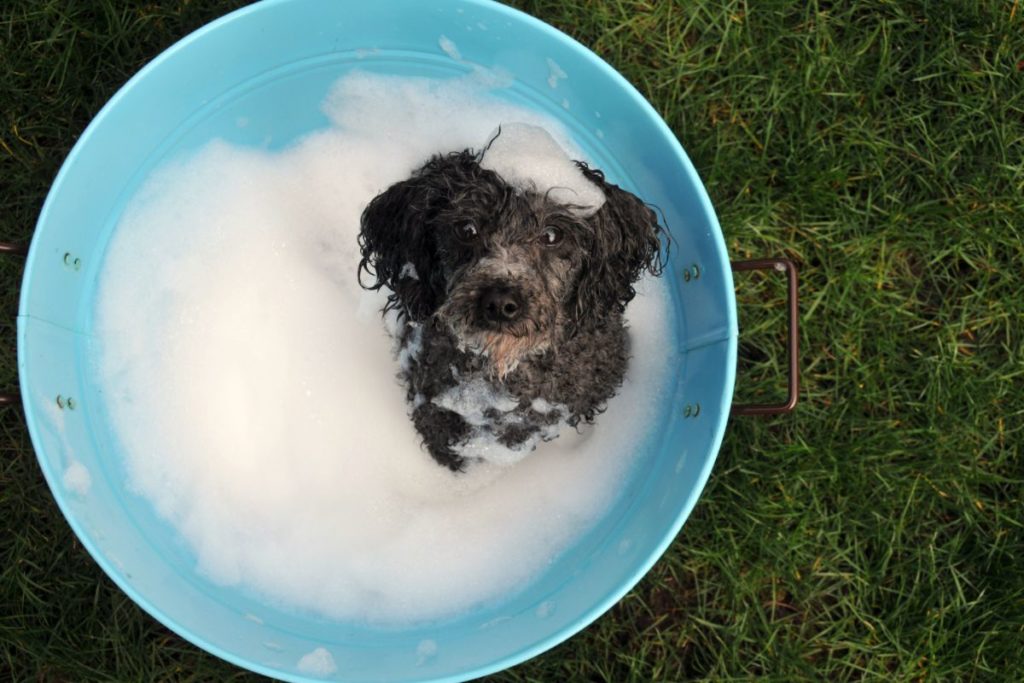 how to bathe a poodle