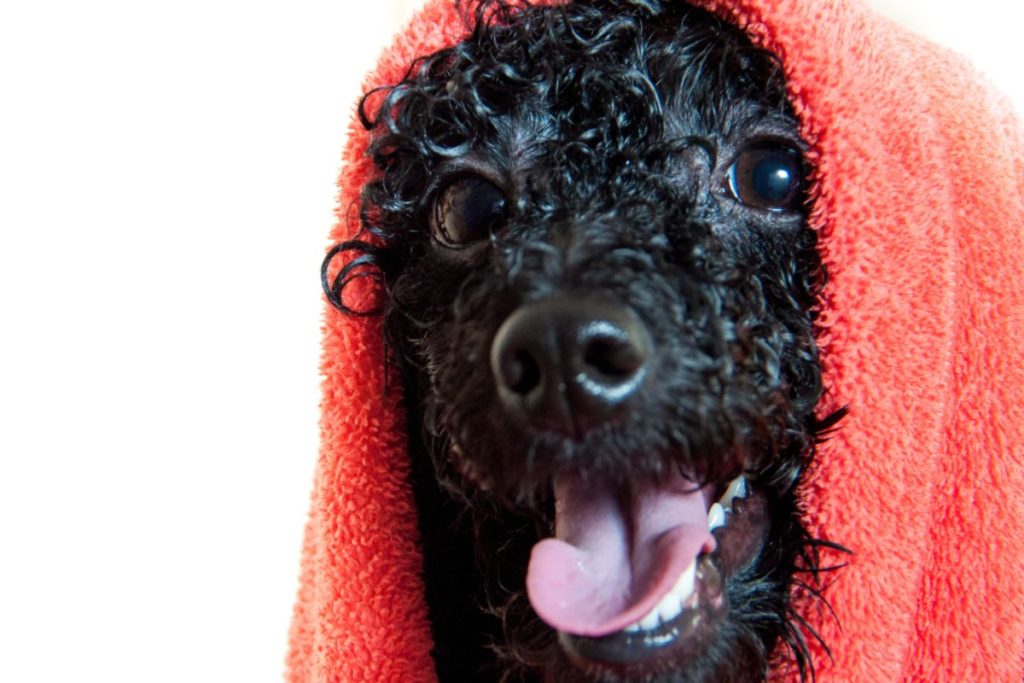 how to bathe a poodle