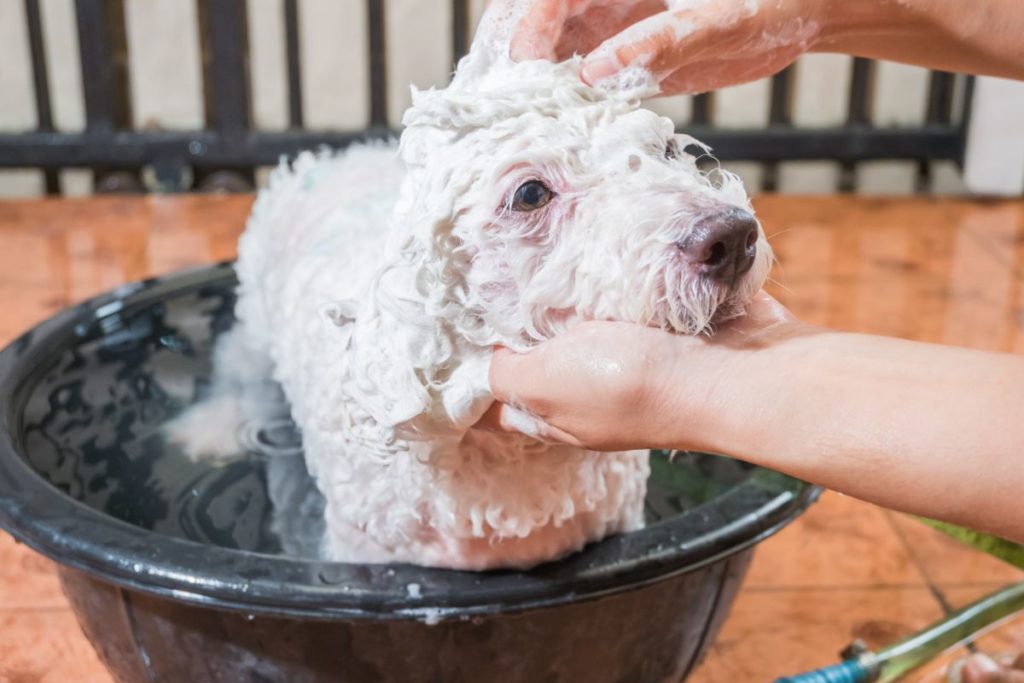 how to bathe a poodle