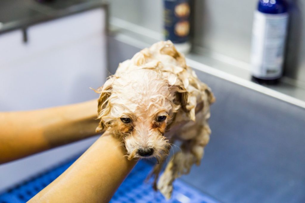 how to bathe a poodle