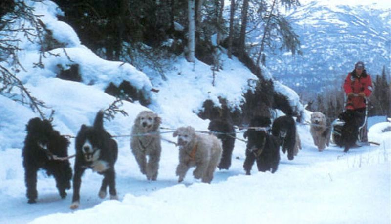 itarod poodles