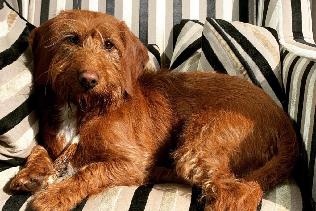 Bassetoodle: Basset Hound Poodle Mix