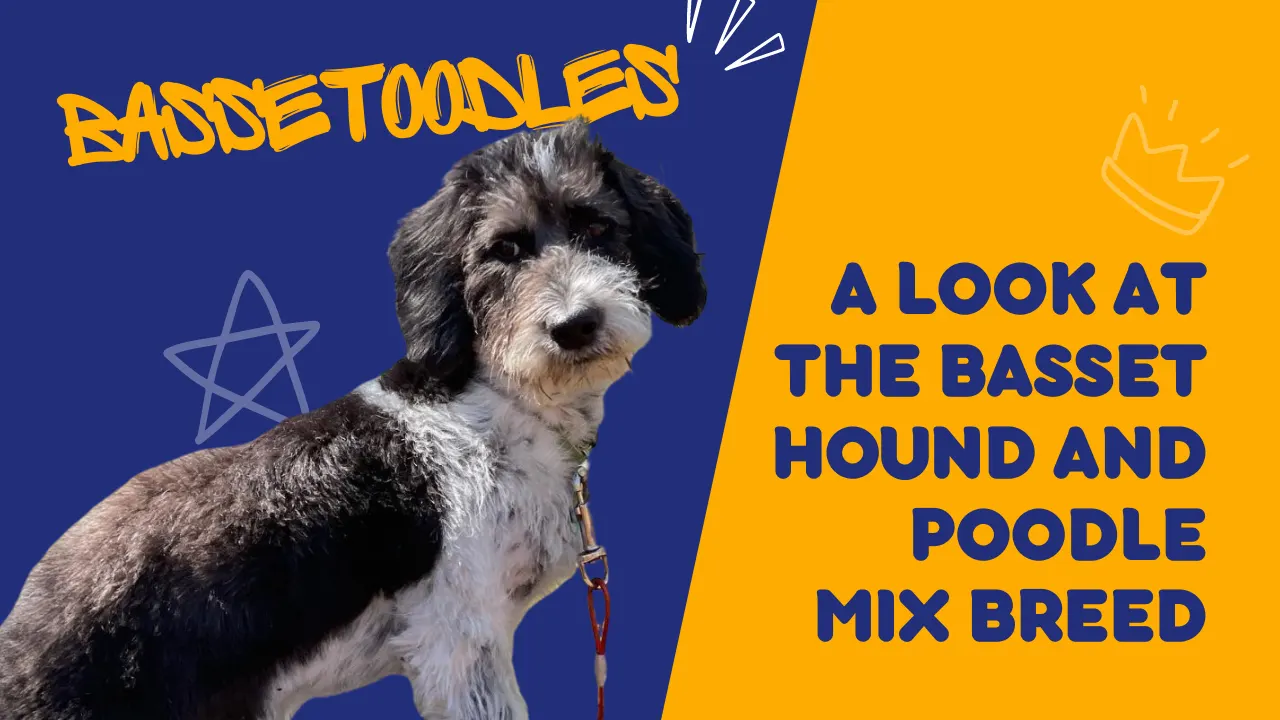 Bassetoodle: Basset Hound Poodle Mix