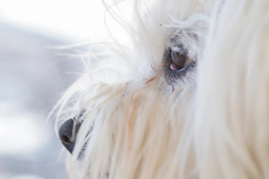 How to Clean Tear Stains from Poodles Eyes