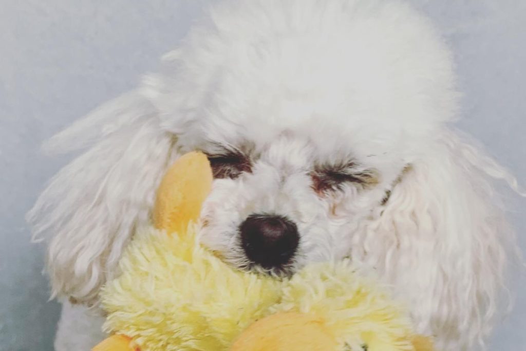 How to Clean Tear Stains from Poodles Eyes