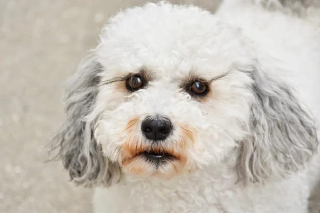 How to Clean Tear Stains from Poodles Eyes