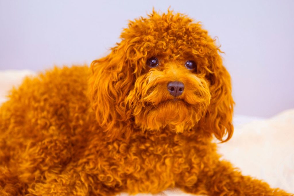 Red Poodles - Discover The History of This Coat Color