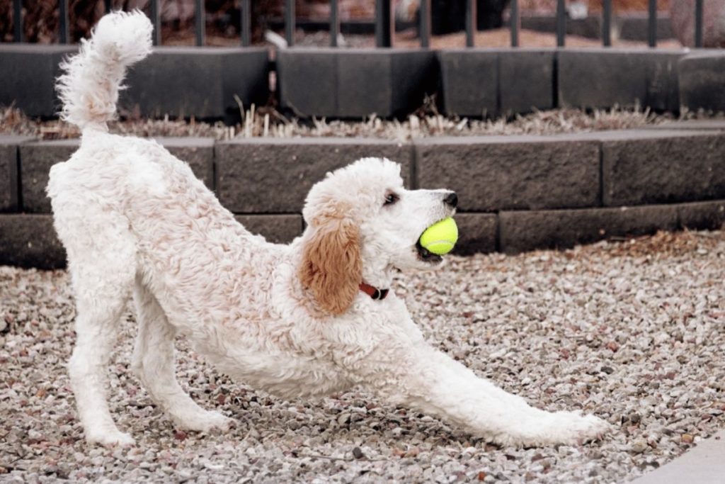 Standard Poodle Dog Breed Information & Guide