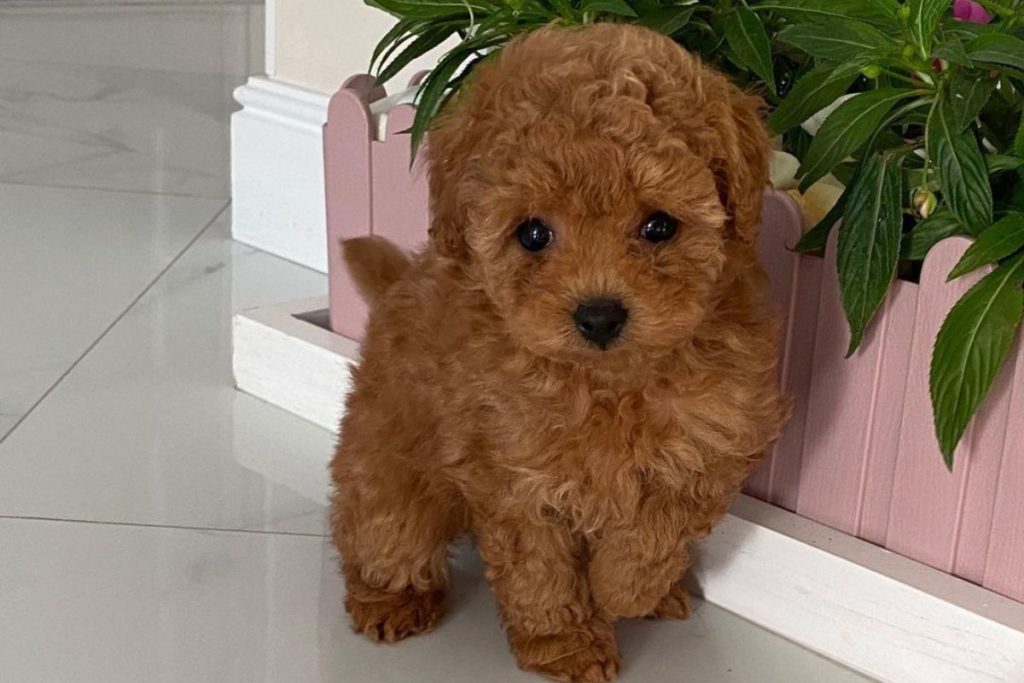 The Maltipoo Dog Breed: Maltese Poodle Mix