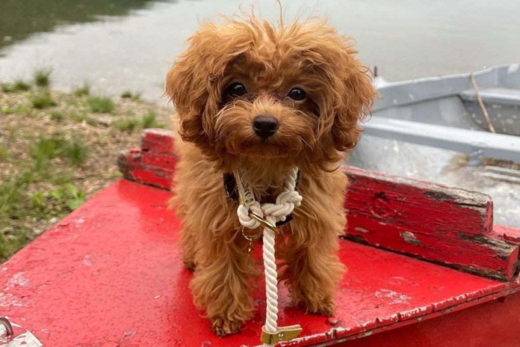 The Teacup Poodle A Miniature Poodle Breed