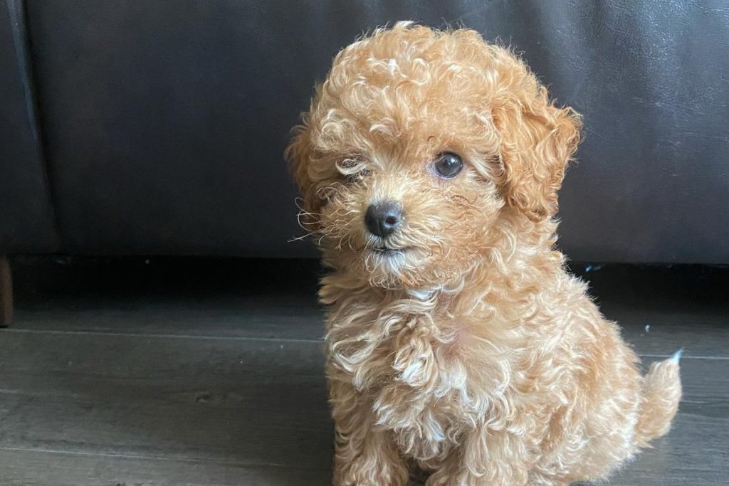 poodle teacup