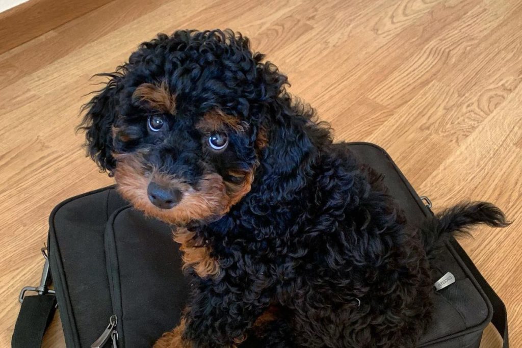 Phantom Poodle Color Facts and Traits