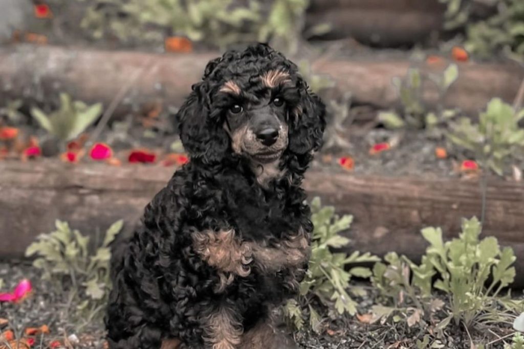 Phantom Poodle Color Facts and Traits