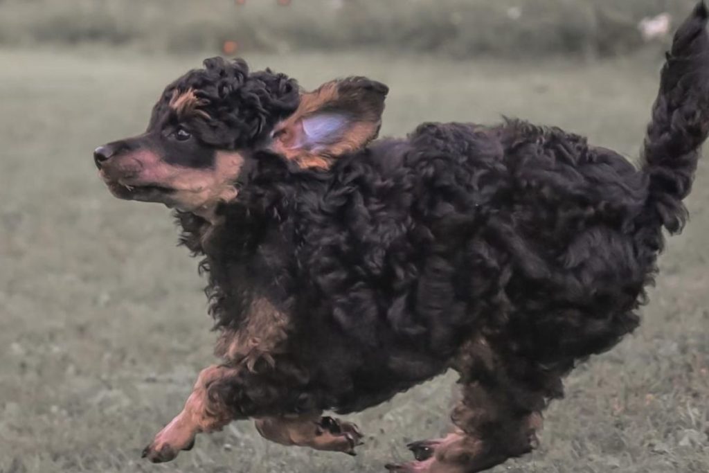 Phantom Poodle Color Facts and Traits