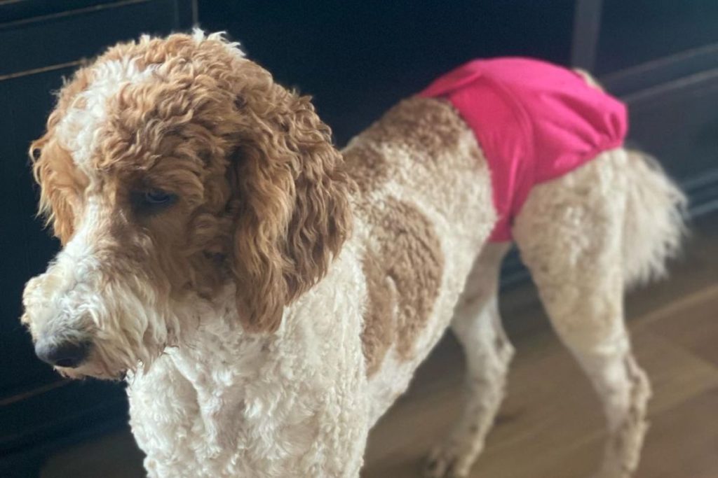 When Do Poodles Go Into Heat What to Expect