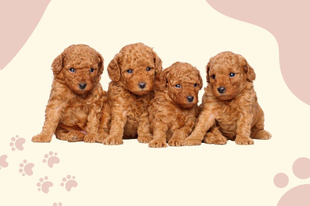Poodle Names