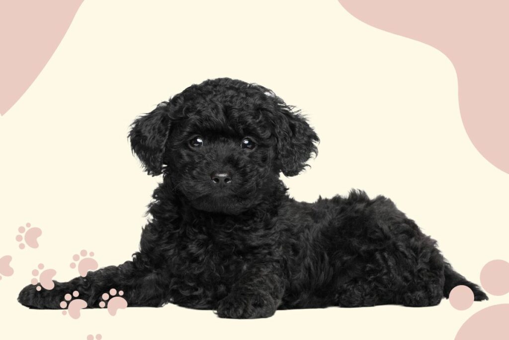 Poodle Names