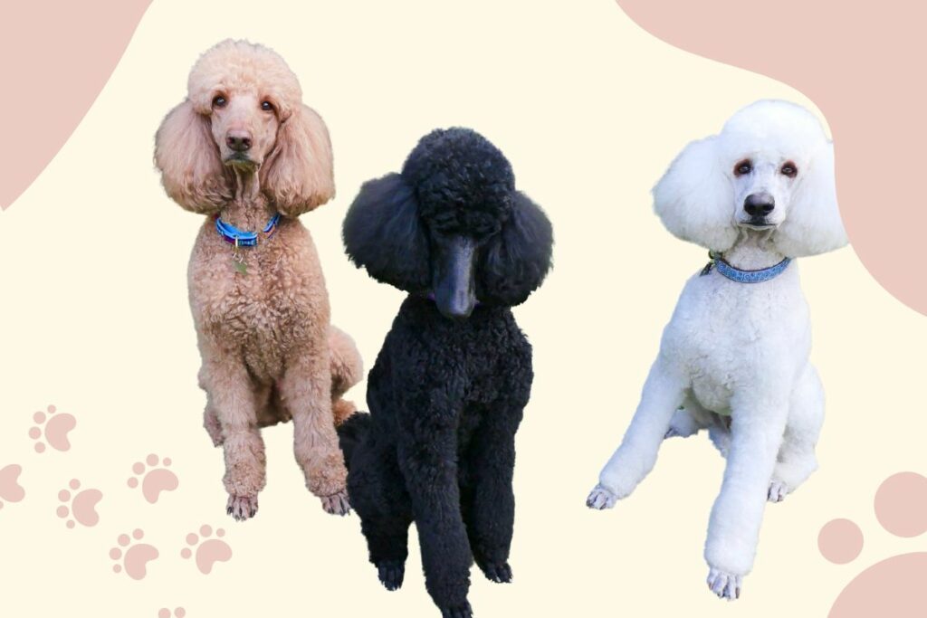 Poodle Names