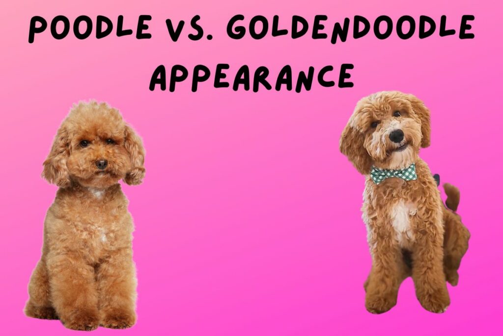 Poodle vs Goldendoodle