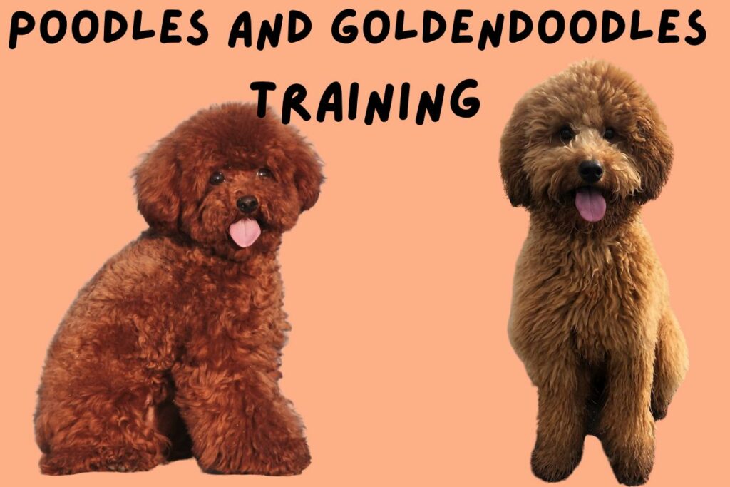 Poodle vs Goldendoodle