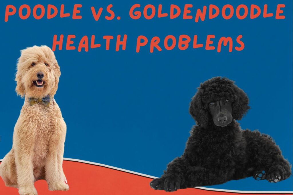Poodle vs Goldendoodle