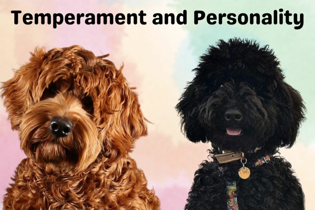 Poodle vs Labradoodle 8 Key Differences
