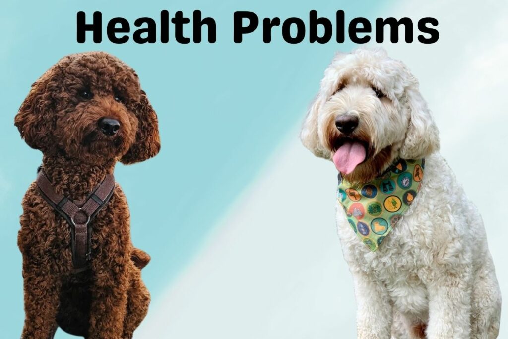 Poodle vs Labradoodle 8 Key Differences