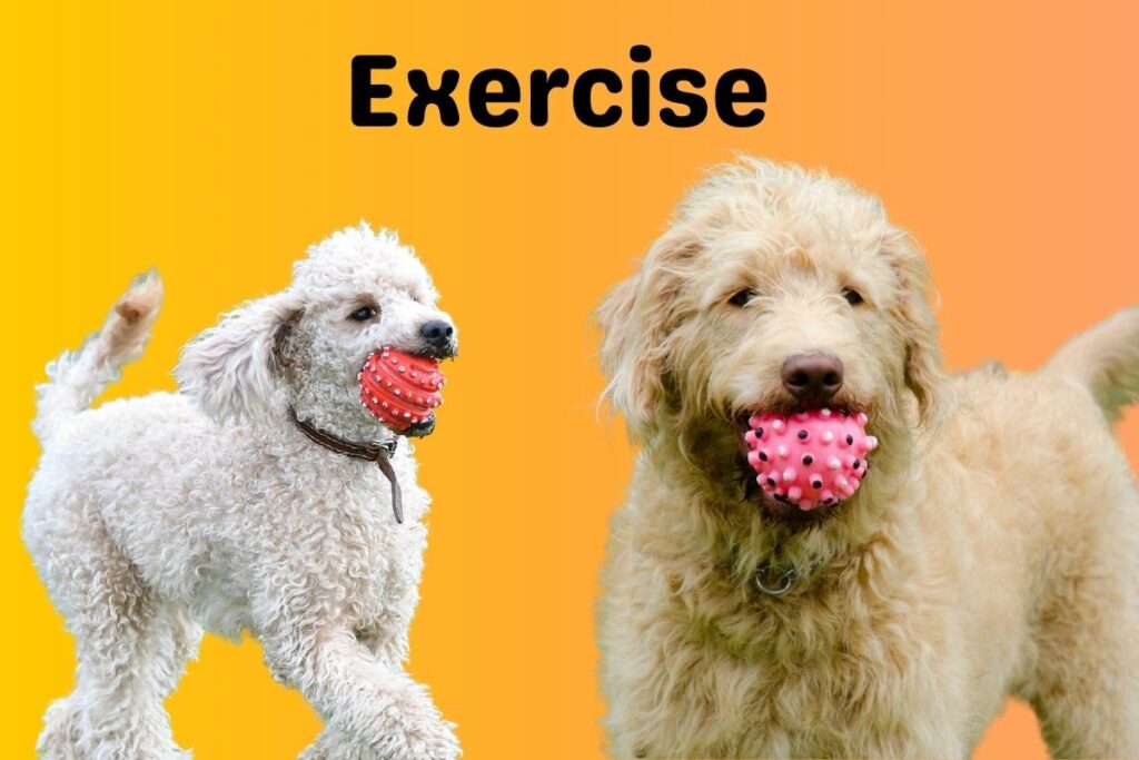 Poodle vs Labradoodle 8 Key Differences