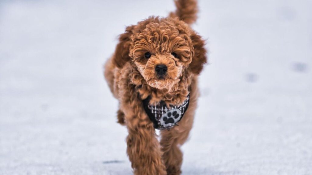 Apricot Poodle – All About This Wonderful Color