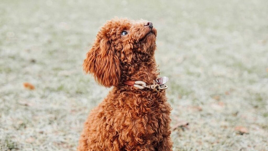 Apricot Poodle – All About This Wonderful Color