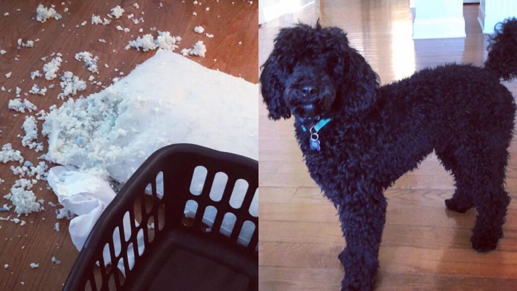 Are Poodles Aggressive All You Need To Know