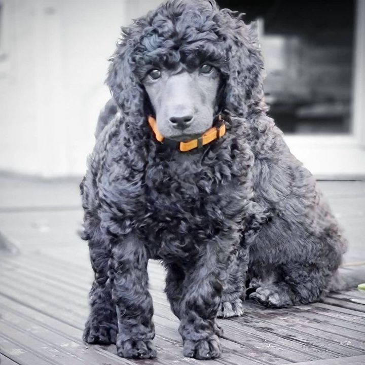 Blue Poodles