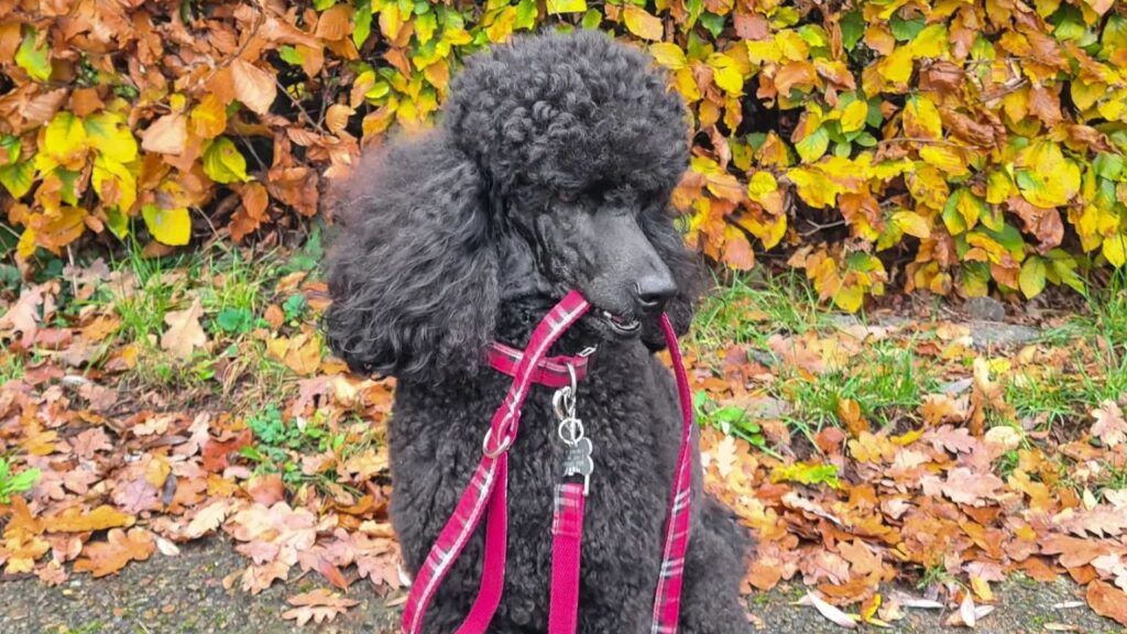 Blue Poodles