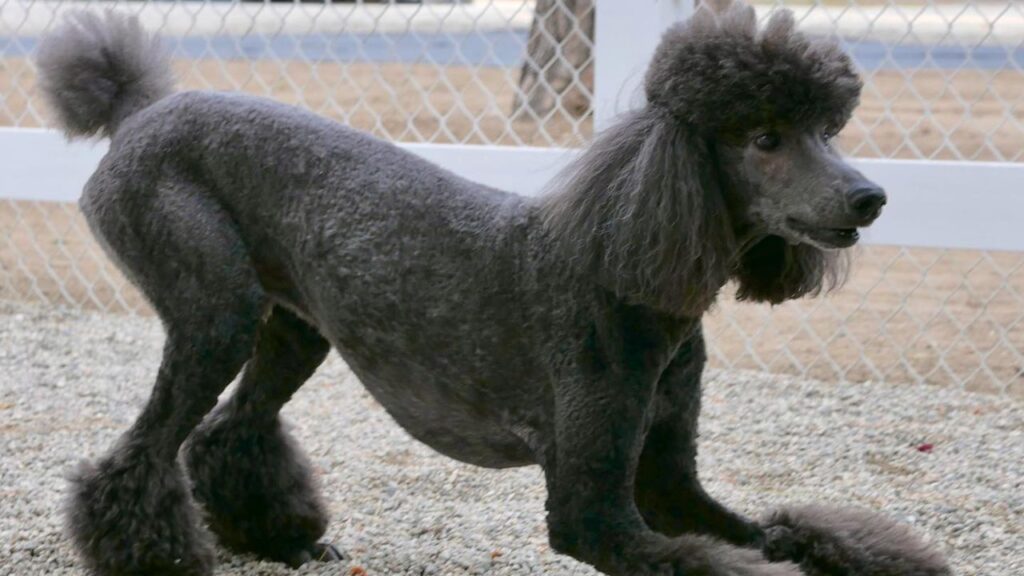 Blue Poodles