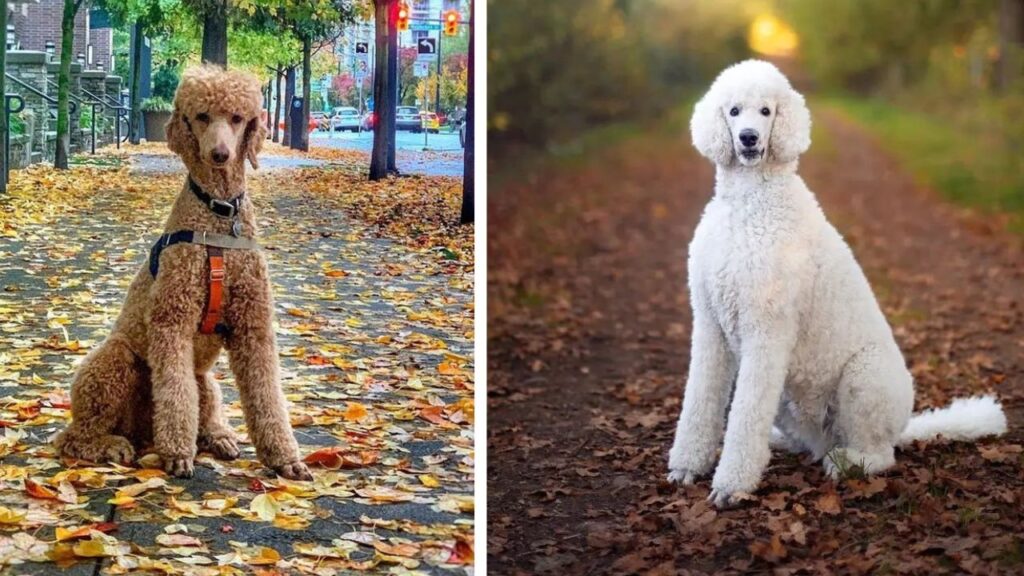 Giant Royal Standard Poodles