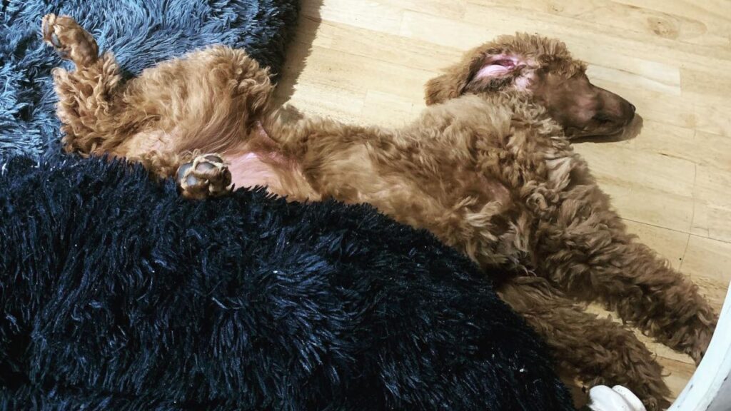 How long do poodles sleep