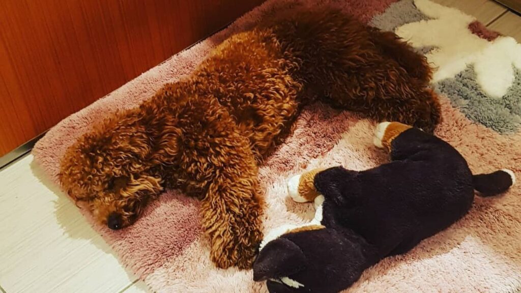 How long do poodles sleep