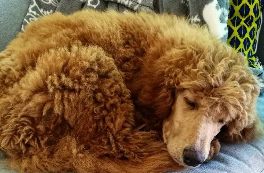 How long do poodles sleep