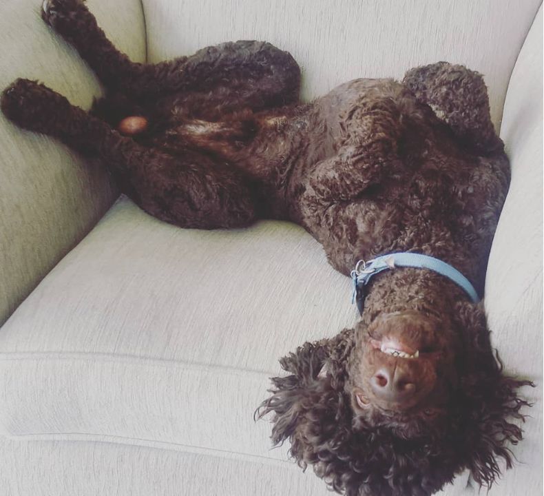 How long do poodles sleep