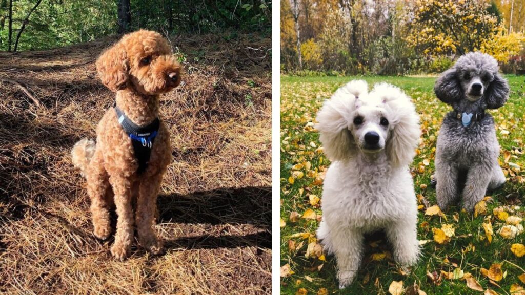 Miniature Poodle Weight Growth Chart