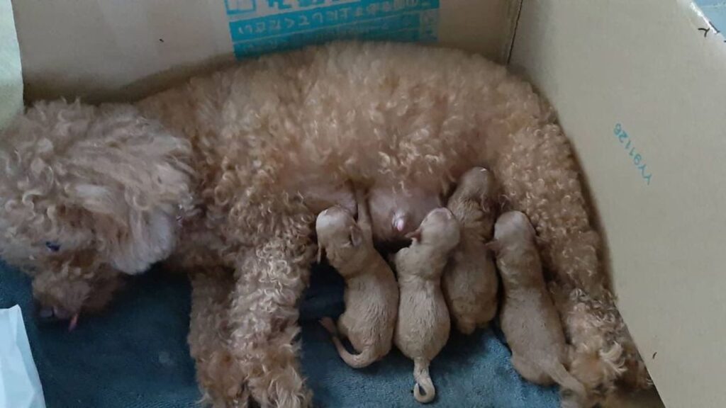 Poodle Pregnancy All You Need To Know