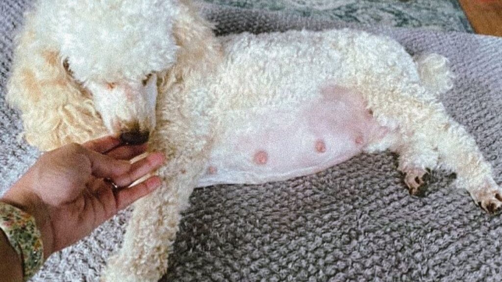 Poodle Pregnancy All You Need To Know