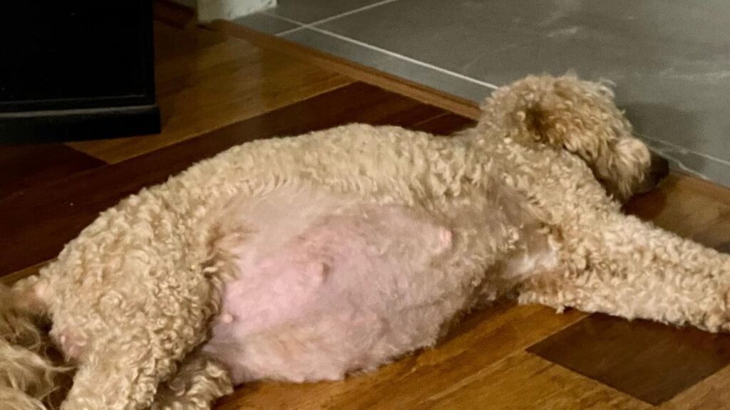 Poodle Pregnancy All You Need To Know